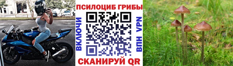 Псилоцибиновые грибы прущие грибы  купить закладку  блэк спрут ONION  Волхов 